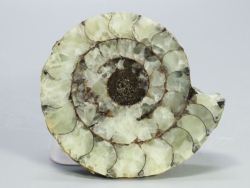 �N���X�y�f�B�e�X<br> �A�����i�C�g����(697)