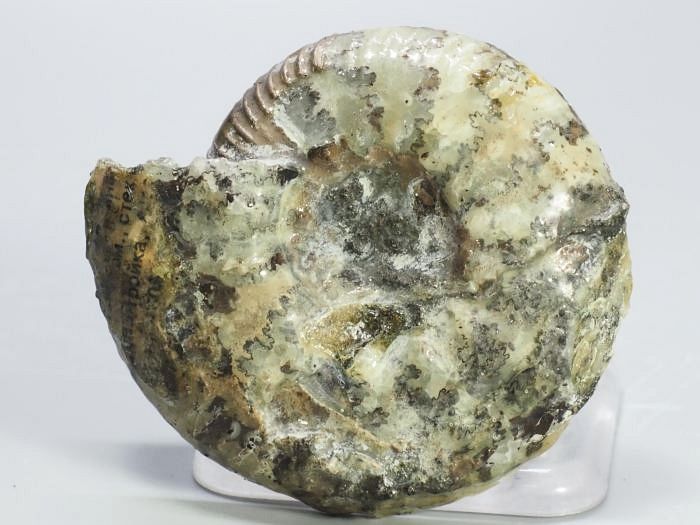 �N���X�y�f�B�e�X �A�����i�C�g����(697)