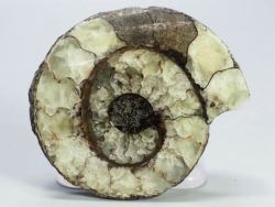 �N���X�y�f�B�e�X<br> �A�����i�C�g����(698)