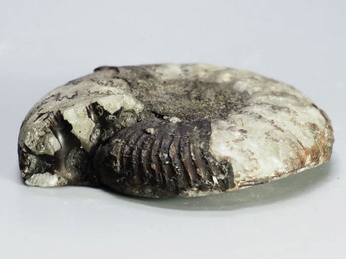 �N���X�y�f�B�e�X �A�����i�C�g����(698)