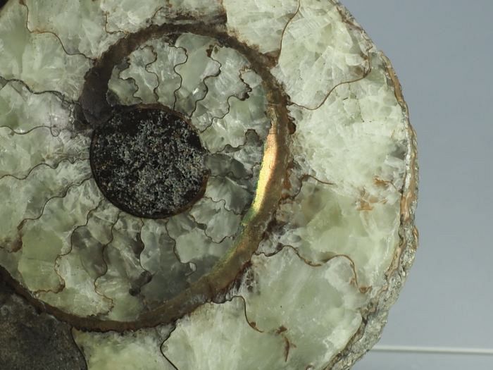 �N���X�y�f�B�e�X �A�����i�C�g����(698)