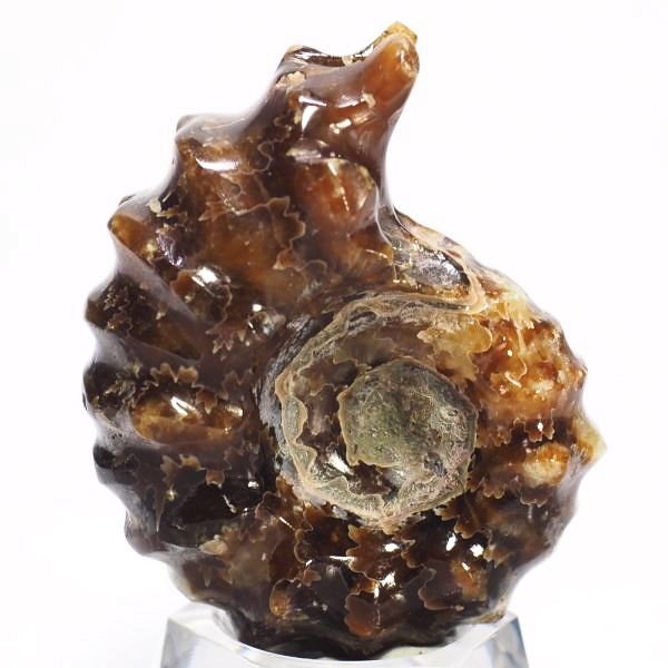 AiCg΃hErCZX 43mmd31.6g (203)