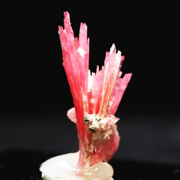 ���[�h�i�C�g�������� �΂�P�� 19x11x21(mm) (252)