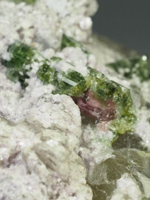 �E�I�[�^�������g���}�����ƃV�g���� �u���W���Y 342g (26)