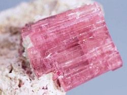 �s���N�g���}��������<br> �u���W���Y 90.4g (68)