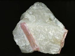 �s���N�g���}��������<br> �u���W���Y 242g (75)