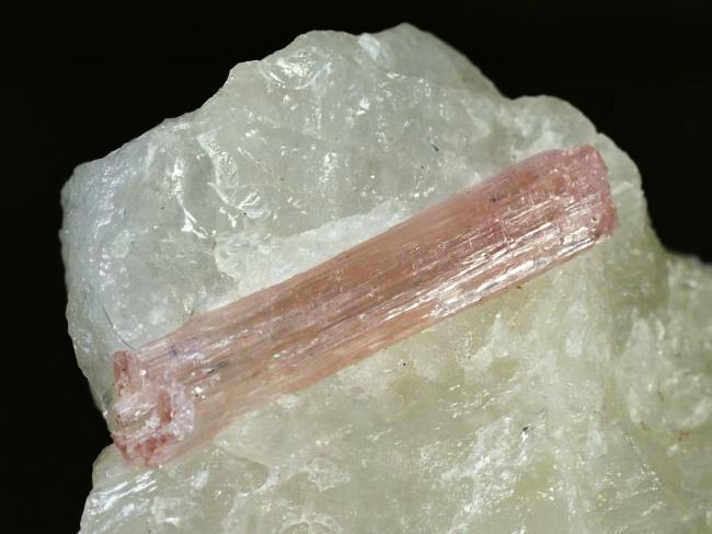 �s���N�g���}�������� �u���W���Y 242g (75)