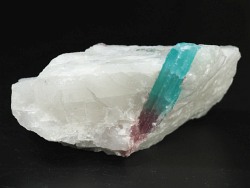 �p���C�o�g���}��������<br> �u���W���Y 155g (82)