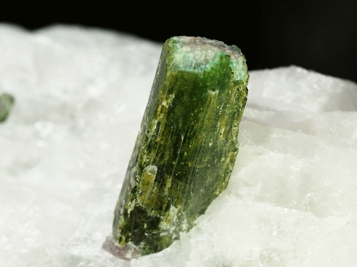 �p���C�o�g���}�������� �u���W���Y 1883g (82)