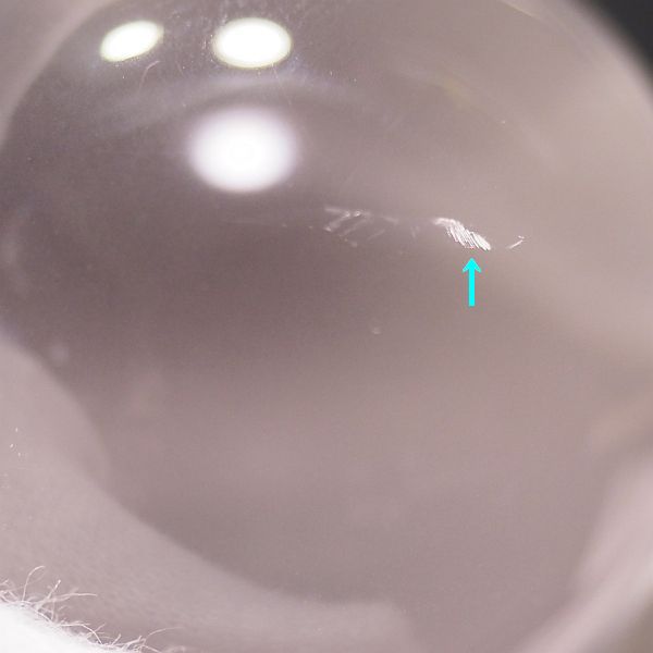 �G�A���[�X�p�C�������� �V�R������ �E���� 33.8mm (1191)