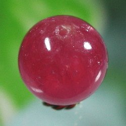 CJ[Y3A++ۋʃr[Y(4)12mm
